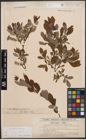 Foto von Salix cinerea L. x Salix starkeana Willd.